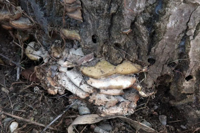 Bjerkandera adusta 4 - IMG_6521